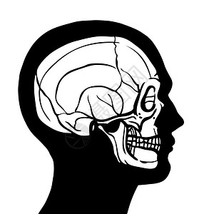 人体头部轮廓与颅骨内部解剖矢量图图片