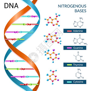 DNA碱基化学生物化学生物技术科学符号海报矢量插图图片