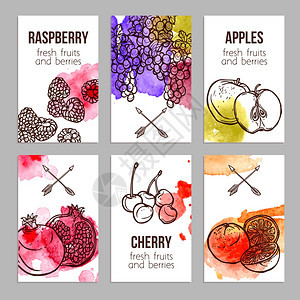 名片新鲜水彩水果浆果分离矢量插图带水果的卡片图片