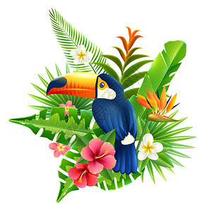 热带花卉植物叶片巨嘴鸟矢量插图热带花卉插图图片