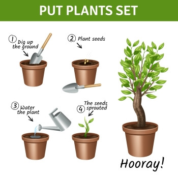植物图标放置生长植物指令与盆,水种子,现实的图标矢量插图图片