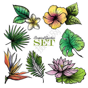 热带花园套彩色树叶花卉分离矢量插图热带树叶设定颜色图片