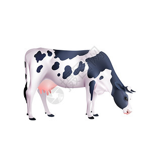 黑白斑点牛低下头,孤立白色背景的现实矢量插图上奶牛写实插图图片