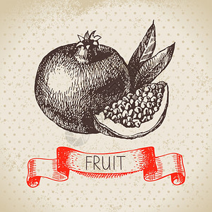 手绘素描水果石榴生态食品背景矢量插图x9图片