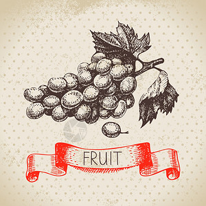 手绘素描水果葡萄生态食品背景矢量插图图片