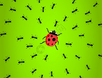 猎蚂蚁2蚂蚁捕食瓢虫矢量插图图片