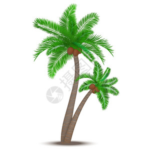 热带棕榈树与椰子象征矢量插图背景图片