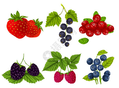 天然机浆果套草莓黑莓蔓越莓分离载体插图图片