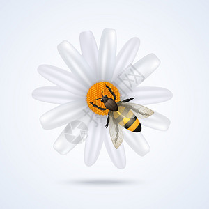 白色背景矢量插图上分离的雏菊花上的逼真蜜蜂图片