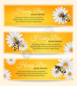蜜蜂雏菊花上用梳子图案横幅矢量插图图片