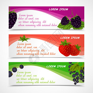 天然机森林浆果横幅套黑莓草莓黑醋栗模板矢量插图图片