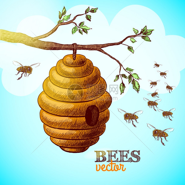 蜜蜂蜂巢上的树枝背景矢量图图片