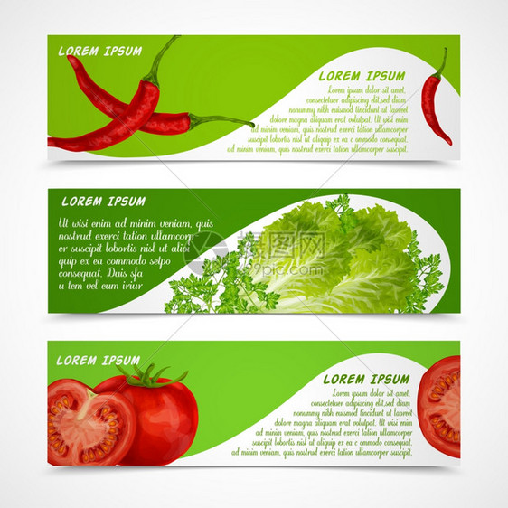 蔬菜机食品横幅水平与辣椒沙拉番茄分离矢量插图图片