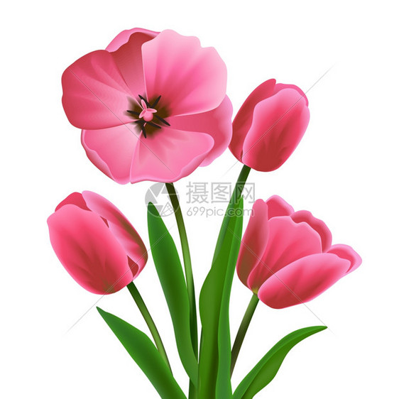 粉红色美丽的盛开郁金香花现实矢量插图图片