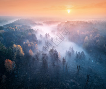 秋天日出时雾林景观树叶高清图片素材
