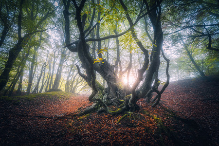 秋天黎明时雾中仙女森林秋色迷人的古树阳光明媚色彩多的梦幻风景雾林阳光红叶和黄图片