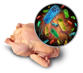 窑鸡b食物传播的病原体和生家禽的细菌以及摄食受污染物的健康风险作为含有三维成份的安全概念用大肠或沙门氏菌摄食受污染的物背景