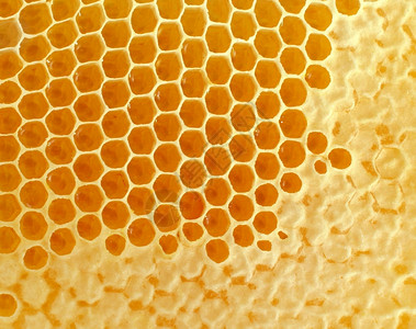 蜜蜂作为健康的生活方式所创造的蜂蜜或梳背景是六边形蜡电池中自然含有的新鲜天机食品的甜味象征背景图片