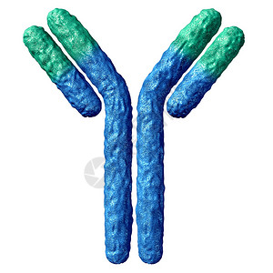 与白种背景隔离的抗体解剖学和具有硫化物联结的免疫球蛋白是系统的一部分用于防治3d的疾病图片
