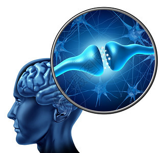 人体神经细胞突触受体带有人头和大脑并放解剖细节显示神经元或和认知功能在白色背景上的生物功能背景图片