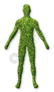 人类健康和增长是个人成功过上健康生活的象征是保健医学和疗问题的象征是白色身体形状的绿草地图片