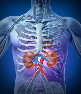 以黑色发光背景的骨架医学图表进行循环红色和蓝动脉作为真实的护理并用医疗说明尿道系统内部的解剖图片