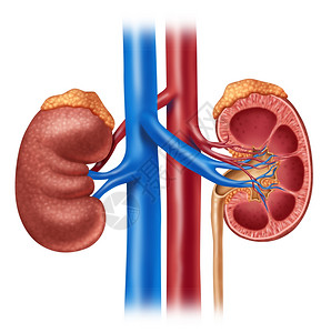 人体肾病图内器官交叉部分红蓝动脉和肾上腺作为真实的护理并用医学说明白色背景隔离的尿道系统内部解剖图片