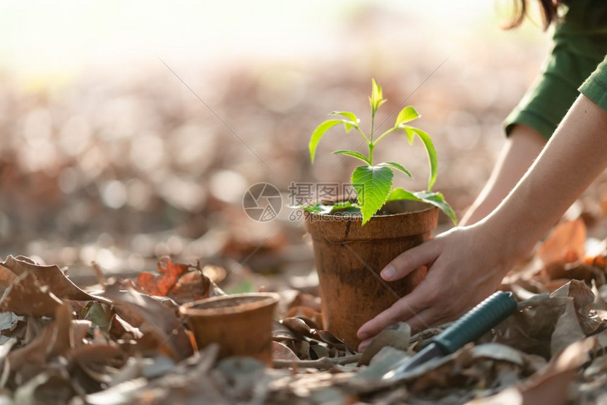 人工培育植物图片