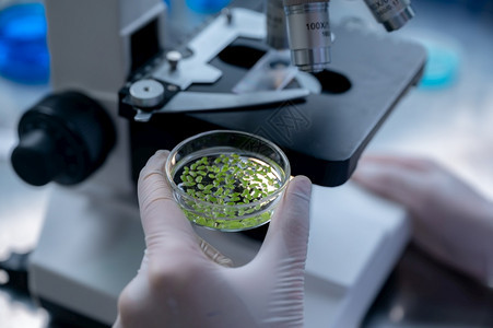 利用显微镜对实验室中的植物进行研究科学家图片