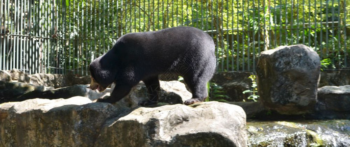 黑熊在公园图片