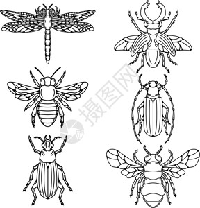 白色背景上孤立的甲虫图示集图片