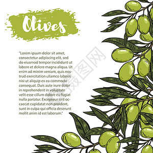 带有多彩橄榄的矢量边框用于传单广告和设计小册子的文本空间模式图片