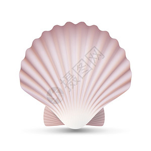 半壳扇贝扇贝矢量洋软体贝壳插图设计图片
