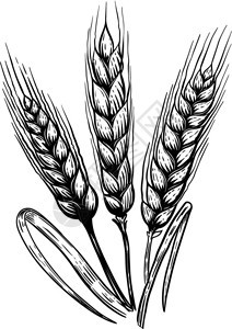 手工绘制的小麦插图用于雕刻样式海报徽章符号标签的设计要素矢量插图图片