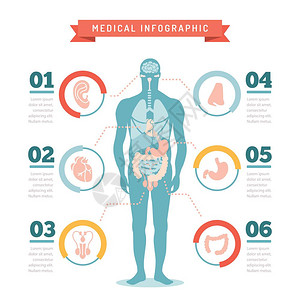 医学身体系统图片