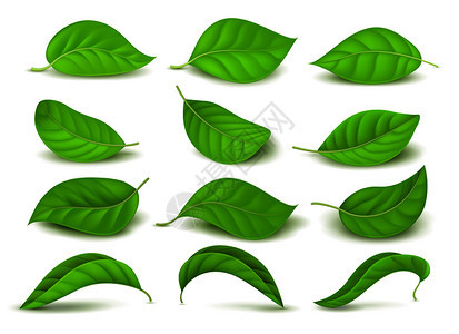 绿色茶叶自然新鲜矢量图图片