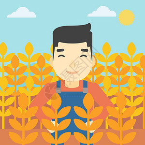在小麦田工作的青年农民 图片
