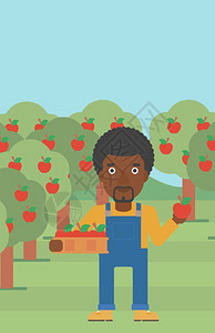 在果园抱着果篮采摘水果的非裔农民矢量插画图片