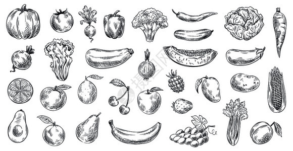 草图蔬菜和水果手画有机食品雕刻蔬菜和水果草图健康新鲜素食或品矢量插图孤立符号草图蔬菜和水果雕刻蔬菜和水果草图插背景图片