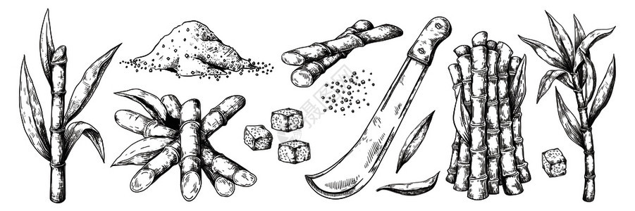 草叶和甘蔗天然有机糖种植园古代甘蔗物病媒孤立的收获农业手工抽甘蔗古代植物图片