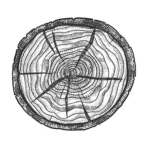 手绘素描风格树木截面元素插图图片