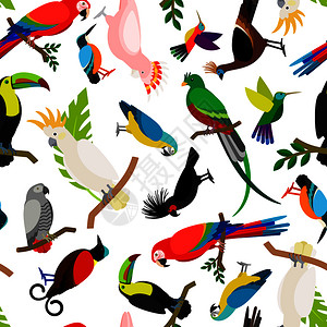 白色背景的多彩热带鸟类鹦鹉矢量图图片