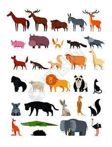各种野生动物矢量元素插图图片