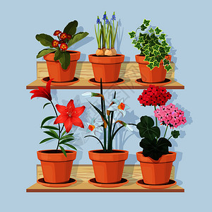架子上种在花盆里的各种植物花卉图片