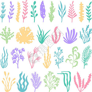 水生植物海草海绵图片