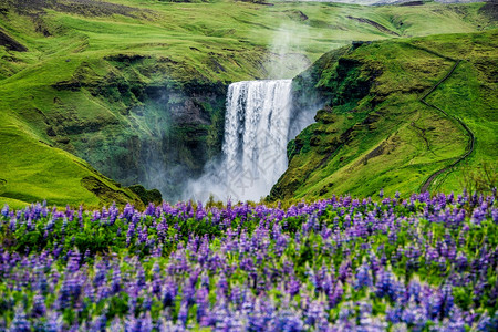 冰岛的花海与瀑布景观图片