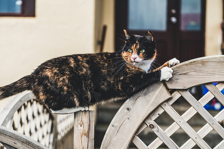 房子外的黑棕色猫动物背景图片