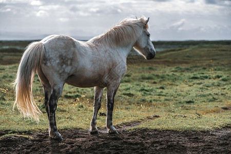 纯洁血统的冰岛马冰地马是在的风景观中冰地马是在当开发的马品种因为冰地法禁止马进口背景