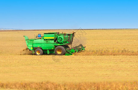 在小麦田收割小麦的收割机图片