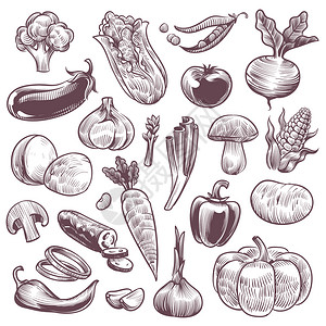 健康食品天然蔬菜有机花椰子番茄和土豆卷心菜胡萝卜用老手抽的素食成分孤立的活病媒素描蔬菜健康食品天然蔬菜用老手抽的活病媒图片